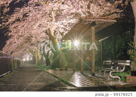 神奈川箱根_宮城野早川堤の夜桜絶景 99376025