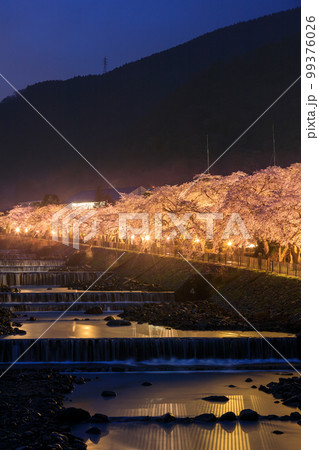 神奈川箱根_宮城野早川堤の夜桜絶景 神奈川箱根_宮城野早川堤の夜桜絶景 99376026