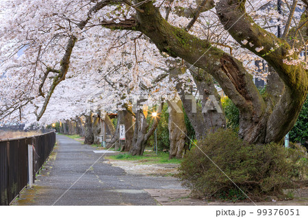 神奈川箱根_宮城野早川堤の夜桜絶景 神奈川箱根_宮城野早川堤の夜桜絶景 99376051