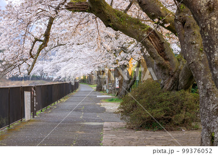 神奈川箱根_宮城野早川堤の夜桜絶景 神奈川箱根_宮城野早川堤の夜桜絶景 99376052