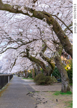 神奈川箱根_宮城野早川堤の夜桜絶景 神奈川箱根_宮城野早川堤の夜桜絶景 99376053