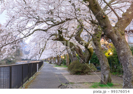 神奈川箱根_宮城野早川堤の夜桜絶景 神奈川箱根_宮城野早川堤の夜桜絶景 99376054