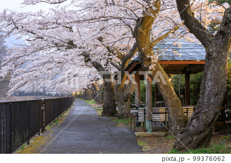 神奈川箱根_宮城野早川堤の夜桜絶景 神奈川箱根_宮城野早川堤の夜桜絶景 99376062