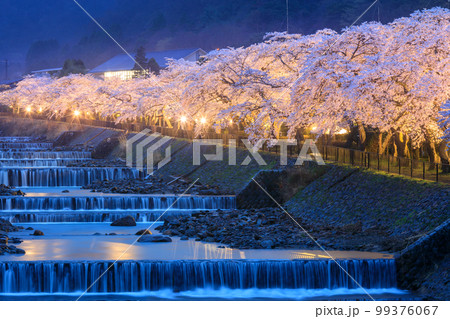 神奈川箱根_宮城野早川堤の夜桜絶景 99376067