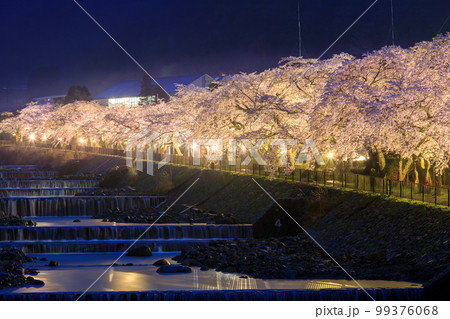 神奈川箱根_宮城野早川堤の夜桜絶景 神奈川箱根_宮城野早川堤の夜桜絶景 99376068