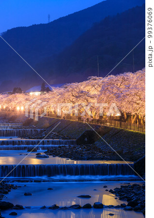 神奈川箱根_宮城野早川堤の夜桜絶景 99376069