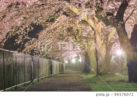 神奈川箱根_宮城野早川堤の夜桜絶景 神奈川箱根_宮城野早川堤の夜桜絶景 99376072