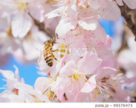 桜に集まるミツバチのイメージ 99376473