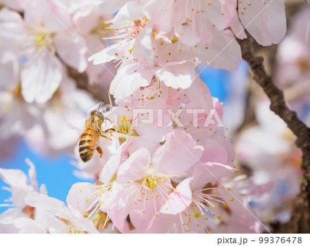 桜に集まるミツバチのイメージ 桜に集まるミツバチのイメージ 99376478