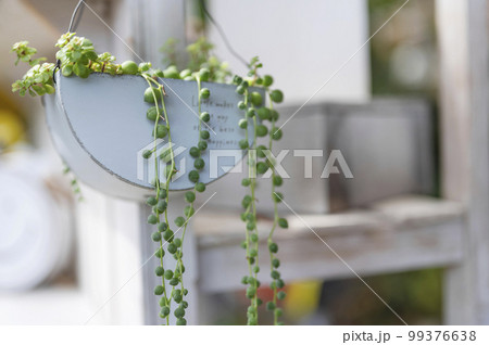 グリーンネックレス 多肉植物の寄せ植え グリーンネックレス 多肉植物の寄せ植え 99376638