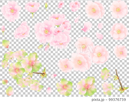 手描き水彩調の八重桜の素材セット 手描き水彩調の八重桜の素材セット 99376739