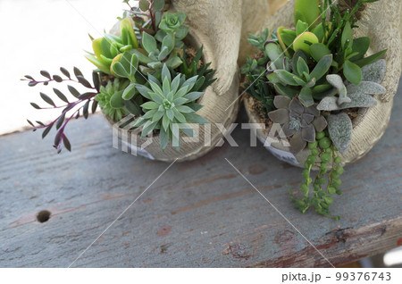 多肉植物の寄せ植え 多肉植物の寄せ植え 99376743