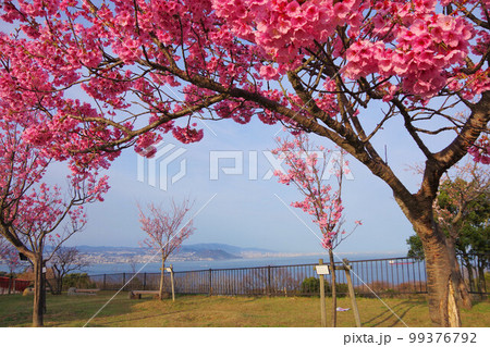 兵庫県 桜の咲く淡路島公園展望広場から神戸・三宮方面を望む 兵庫県 桜の咲く淡路島公園展望広場から神戸・三宮方面を望む 99376792