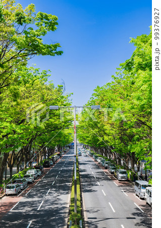 東京　新緑の表参道　縦構図 99376927