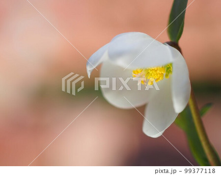 白いクリスマスローズの花のアップ 99377118