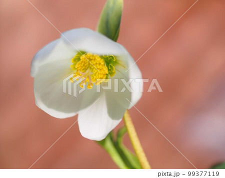 白いクリスマスローズの花のアップ 99377119