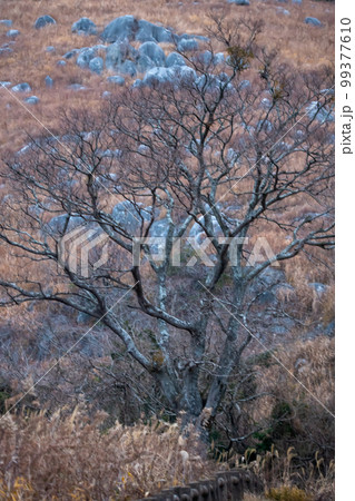 枯れ木と枯草に覆われる冬の台地　平尾台　　福岡県 99377610