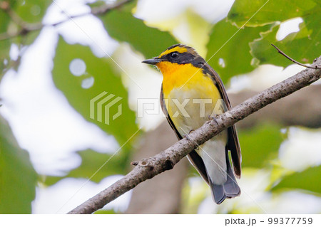 カラフルな容姿で、雌を誘うために高らかに美し声で歌う夏鳥 キビタキ カラフルな容姿で、雌を誘うために高らかに美し声で歌う夏鳥 キビタキ 99377759