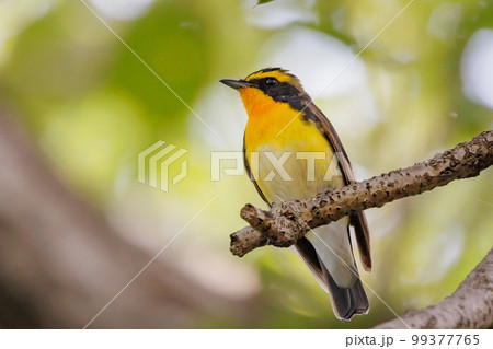 カラフルな容姿で、雌を誘うために高らかに美し声で歌う夏鳥　キビタキ 99377765