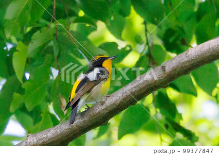 カラフルな容姿で、雌を誘うために高らかに美し声で歌う夏鳥　キビタキ 99377847
