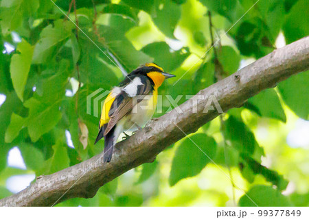 カラフルな容姿で、雌を誘うために高らかに美し声で歌う夏鳥　キビタキ 99377849