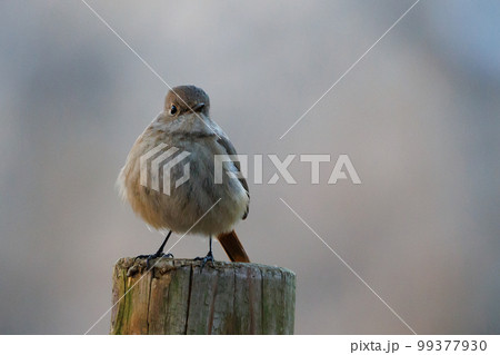 愛らしい仕草の冬鳥 ジョウビタキの雌 愛らしい仕草の冬鳥 ジョウビタキの雌 99377930