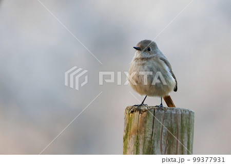 愛らしい仕草の冬鳥 ジョウビタキの雌 愛らしい仕草の冬鳥 ジョウビタキの雌 99377931