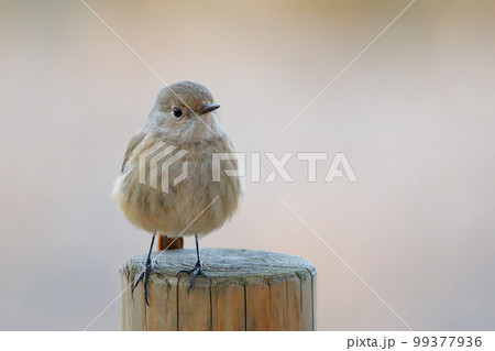 愛らしい仕草の冬鳥 ジョウビタキの雌 99377936