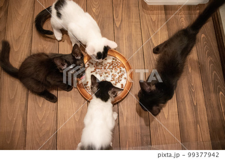 室内でご飯を食べる子猫 99377942