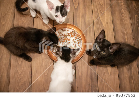 室内でご飯を食べる子猫 99377952