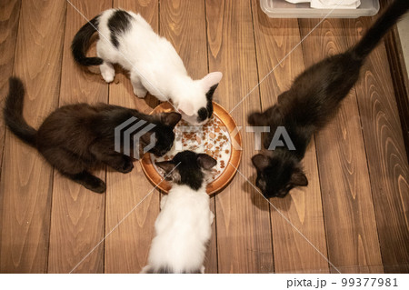 室内でご飯を食べる子猫 99377981