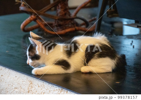 室内で寛ぐ子猫 室内で寛ぐ子猫 99378157