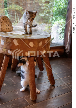 椅子の上で遊ぶ子猫 椅子の上で遊ぶ子猫 99378168