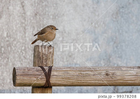 愛らしい仕草の冬鳥 ジョウビタキの雌 99378208
