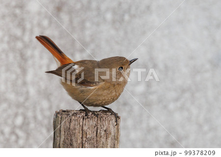 愛らしい仕草の冬鳥 ジョウビタキの雌 99378209