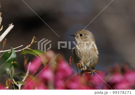 愛らしい仕草の冬鳥 ジョウビタキの雌 99378271