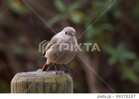 愛らしい仕草の冬鳥 ジョウビタキの雌 99378287