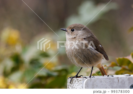 愛らしい仕草の冬鳥 ジョウビタキの雌 99378300