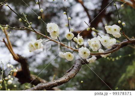 梅の花　緑萼（りょくがく） 99378371