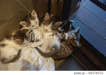 身体を寄せ合う子猫 身体を寄せ合う子猫 99378372