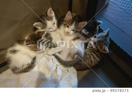 身体を寄せ合う子猫 身体を寄せ合う子猫 99378373