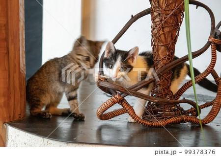 室内で遊ぶ子猫 室内で遊ぶ子猫 99378376