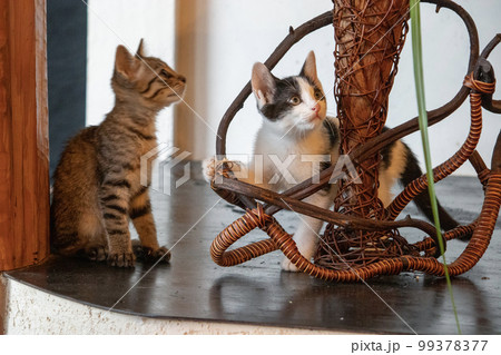 室内で遊ぶ子猫 99378377