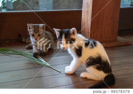 室内で遊ぶ子猫 室内で遊ぶ子猫 99378379