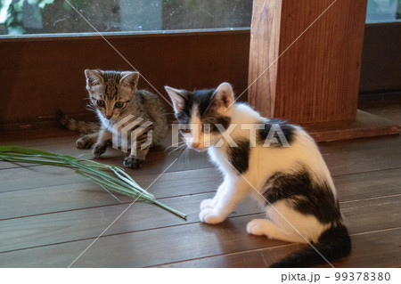 室内で遊ぶ子猫 99378380