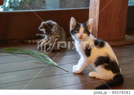 室内で遊ぶ子猫 室内で遊ぶ子猫 99378381