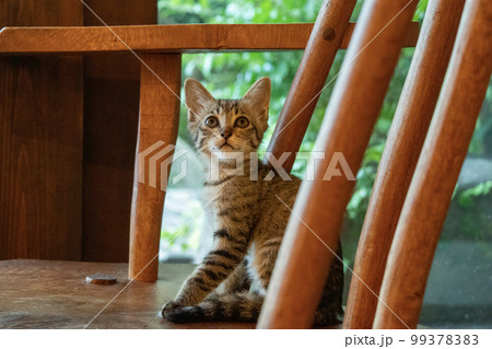 椅子の上に座る子猫 椅子の上に座る子猫 99378383
