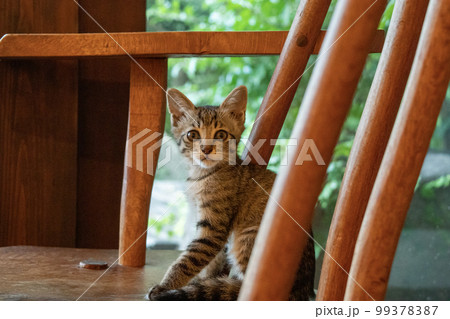 椅子の上に座る子猫 99378387