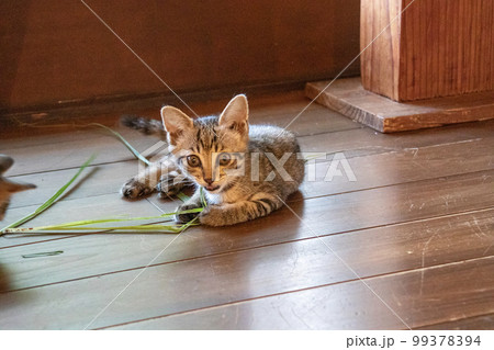 室内で遊ぶ子猫 99378394