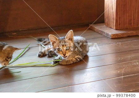 室内で遊ぶ子猫 99378400